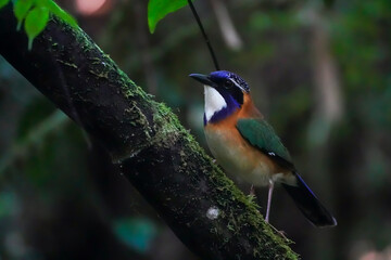 Pitta-like ground roller (Atelornis pittoides)