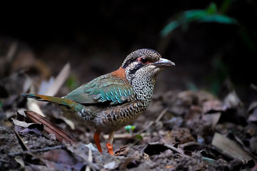 Scaly ground roller (Geobiastes squamiger)