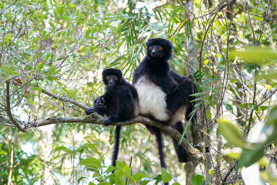 Milne-Edwards's sifaka (Propithecus edwardsi)