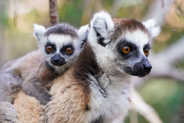 Ring tailed lemur in the wild (Lemur catta)