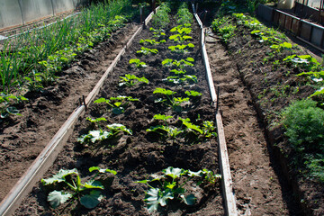 Beds with zucchini, pumpkins and green onions in the garden in summer