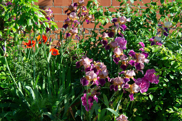 Lilac and purple irises on a flowerbed in a garden in summer