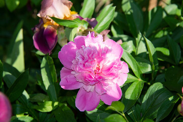 Beautiful pink peony and lilac-violet iris against a background of green leaves