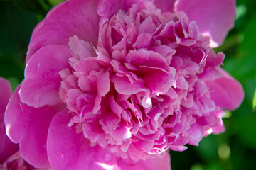 Beautiful pink peony flower close up