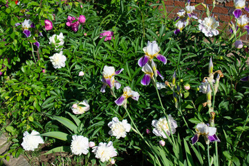 White and pink peonies and white and purple irises in a flowerbed in the garden in summer