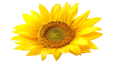Fototapeta premium A bright yellow sunflower with a large round center isolated on a transparent background