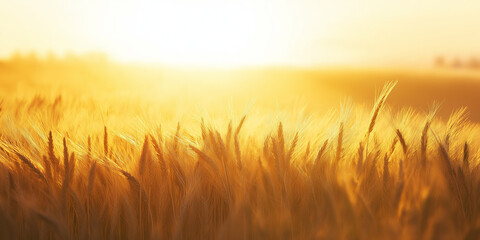 Fototapeta premium Golden Wheat Field Glowing Under Warm Sunlight