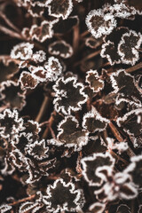 Naklejka premium Frosty Cranesbill (Geranium)