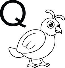 Vector coloring book alphabet with capital letters Q for Quail illustration