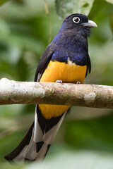 Front view of a Green-backed trogon (Trogon viridis) perched on a horizontal tree branch in the Amazon rainforest, Ecuador