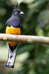 Front view of a green-backed trogon (Trogon viridis) perched on a horizontal tree branch in the Amazon rainforest, Ecuador