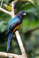 Green-backed trogon (Trogon viridis) perched on a tree branch in the Amazon rainforest, Ecuador