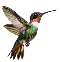 Obraz premium Stunning close-up of a vibrant hummingbird in flight, showcasing its colorful feathers and delicate wings against a white background.