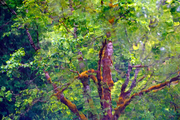 Abstract , tree seen through raindrops on a window 