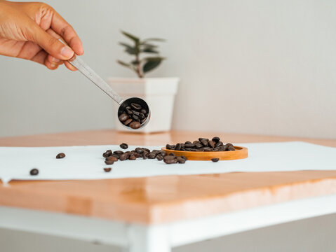 Coffee shop business. Asian female employee scooping fresh coffee beans with her hands, Close-up of a person's hand holding coffee beans, Sorting and sorting beans. Young barista in a cafe making coff