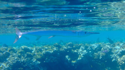 Red Sea houndfish (Tylosurus choram) undersea, Red Sea, Egypt, Sharm El Sheikh, Montazah Bay