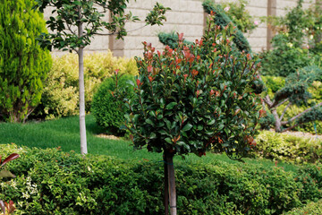 decorative plants in the garden

