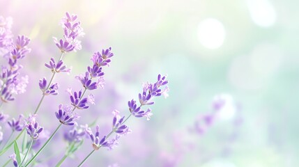 Fototapeta premium Soft lavender blooms blend into a pale green background creating a tranquil atmosphere suitable for relaxation or meditation. Generative AI