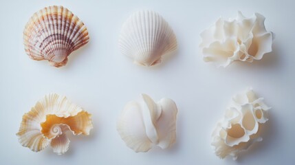 Seashells on white surface