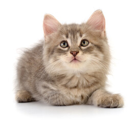 Kitten on white background.