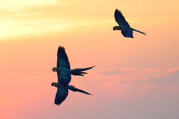 Beautiful Macaw parrots flying in the sky during sunset. Free flying bird
