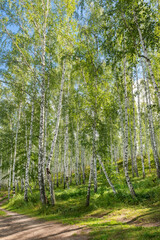 Birch grove on a summer day in the Ural Mountains