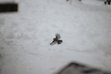 A bird captured in graceful flight against a pristine snowy background, evoking peace and nature's beauty.