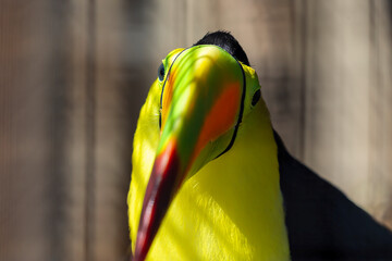The keel-billed toucan (Ramphastos sulfuratus) in ZOO