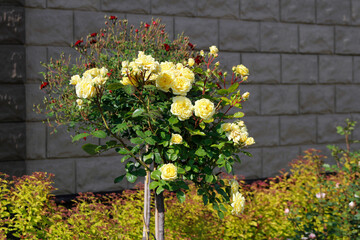 decorative rose bushes in the garden

