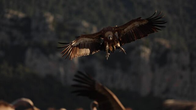 Vulture flying through the mountains of the Pyrenees about to land next to a group of vultures eating carrion. Scavenger birds of prey in Solosna, Catalonia, Spain