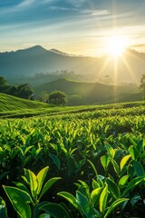 Fototapeta premium A tea plantation with workers picking tea leaves under the sun