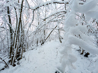 A mesmerizing winter scene featuring a snow-covered forest path surrounded by frost-laden branches.