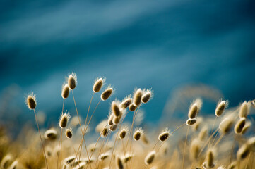 Fototapeta premium close up of grass, Lagurus ovatus - Hare's Tail Grass. Alghero, Sardinia, Italy.