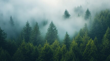 Dew-kissed trees rise into the sky, shrouded in a gentle mist that filters golden sunlight. The quiet whisper of nature draws you into a serene world filled with calm and wonder