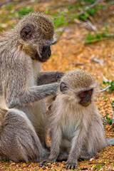 Vervet Monkey, Cercopithecus aethiops, Kruger National Park, Mpumalanga, South Africa, Africa