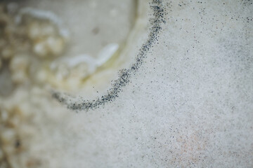 Macro photo of mold. Mold on soup close up. light abstraction