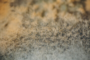 Macro photo of mold. Mold on soup close up. light abstraction