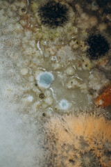 Macro photo of mold. Mold on soup close up. light abstraction