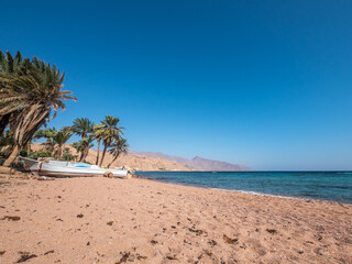 beach with palm trees