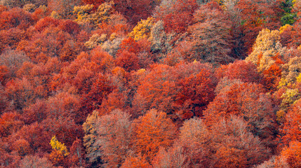 Hayedo de la Pedrosa Natural Protected Area, Beech Forest Autumn Season, Fagus sylvatica, Riofrío de Riaza, Segovia, Castilla y León, Spain, Europe