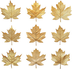 golden maple leaves