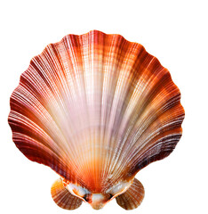 Scallop Seashell Isolated on Transparent Background &ndash; Natural Ocean Beauty isolated transparent background