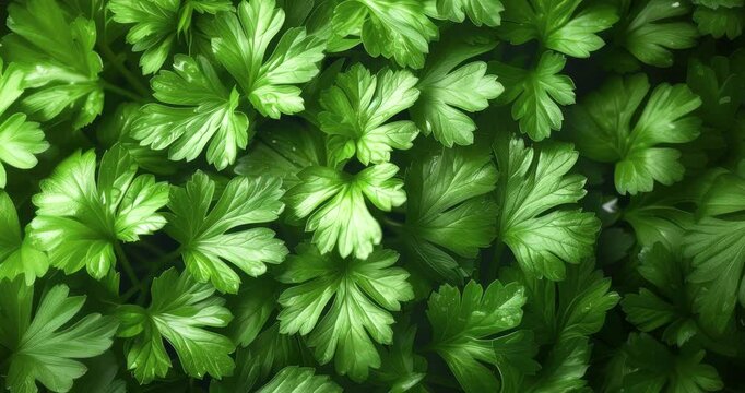 fresh parsley leaves top view vibrant green organic natural texture healthy background