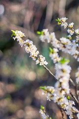 Cherry blossoms dance in the gentle breeze during springtime warmth in a peaceful garden