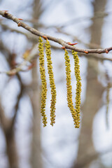 Elegant yellow catkins hanging from delicate branches in early spring woodland