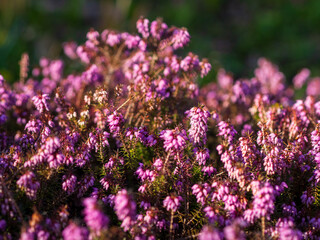 Obraz premium Vibrant purple flowers bloom in the warm sunlight of a tranquil garden