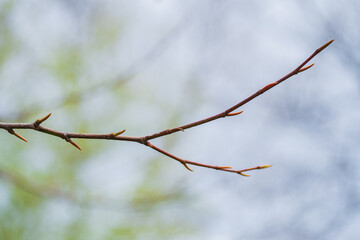 Branch with budding leaves in early spring under overcast sky