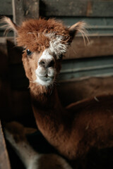 Obraz premium Alpacas on the farm. Petting zoo with alpacas. alpaca in his pen on the farm. Portrait of a brown alpaca with a white muzzle