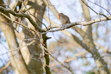 Bird perched on a branch in a serene landscape during daylight in a natural environment