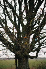 lonely oak tree in the field